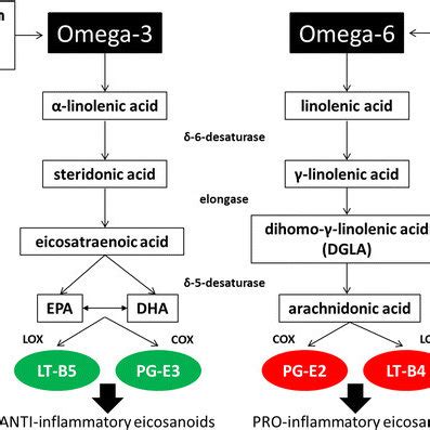 Omega 3 Fatty Acid Metabolism The End Products Of The Omega 3 Pathway