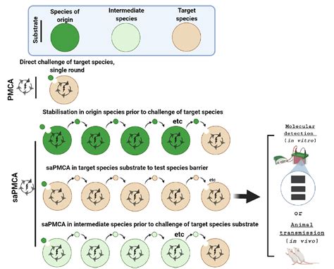 Figure 3 From Understanding Intra Species And Inter Species Prion