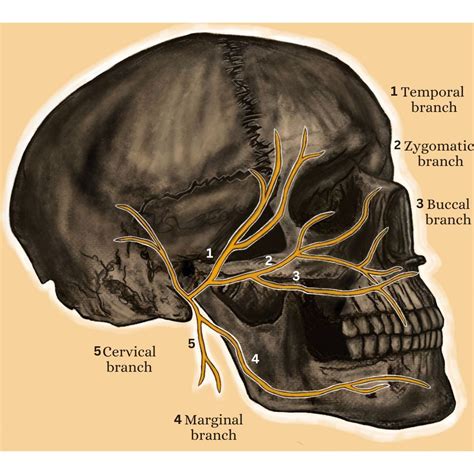 The Trigeminal Nerve Facial Pain Trigeminal Neuralgia