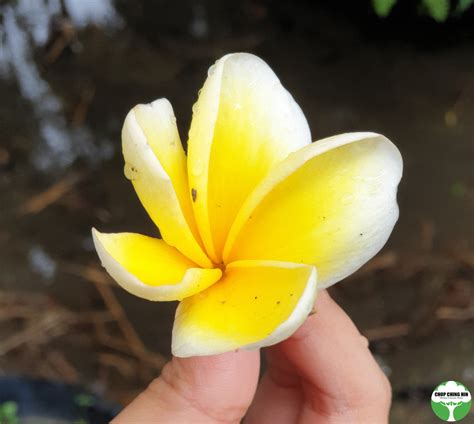 Plumeria Cultivar Yellow Chop Ching Hin Pte Ltd