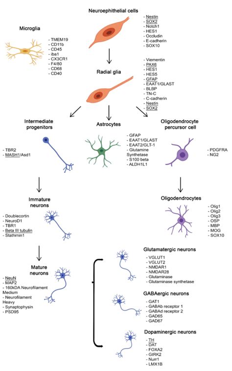 Different Neuronal Markers Can Be Expressed At Different Stages Of