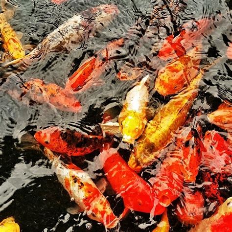 Matador Network Koi Pond At Green Belt Mall Makati Philippines