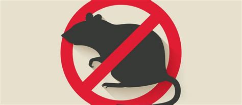 Preventing Rodent Infestations Delran Township