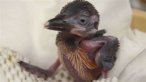 Rare Guam kingfisher hatches at Smithsonian