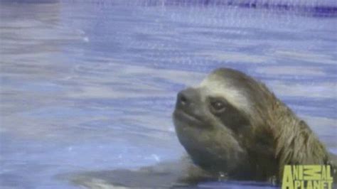 Can Sloth's swim: http://www.dailymail.co.uk/video/news/video-1070680 ...