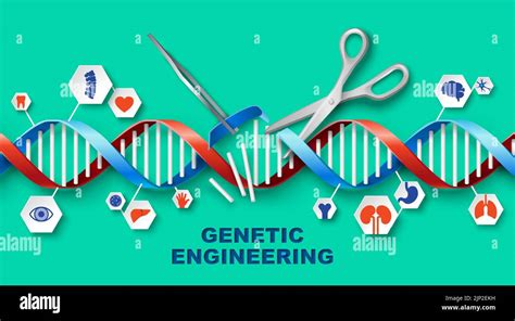 Genetic Engineering Vector Medical Poster With Dna Stock Vector Image