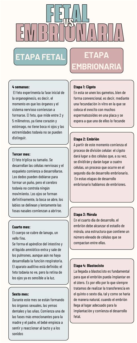 Diferencias Entre La Etapa Fetal Y Embrionaria Etapa Fetal Etapa
