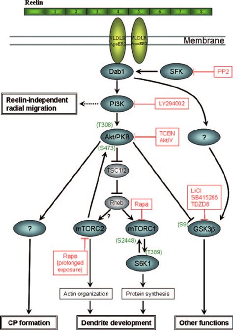 Schematic View Of The Effects Of Reelin On Pi3k Pathways The Download Scientific Diagram