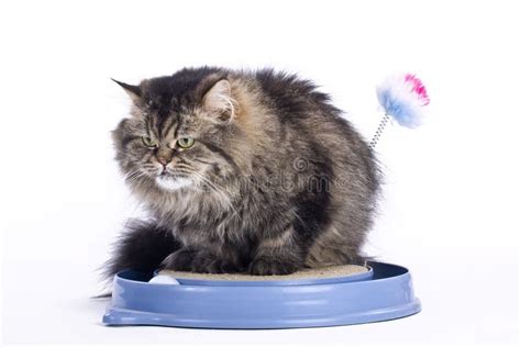 The Persian Cat Sharpens Its Claws Stock Photo Image Of White