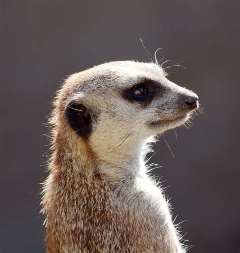 Old Age Sticks: Meerkat Manor