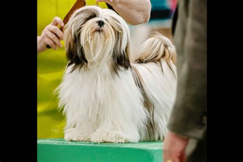 Golden Tu Lhasa Apso Lhasa Apso Puppies For Sale In Reedsville Wi