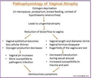 Vaginal Atrophy: Causes, Signs, Management - We Care