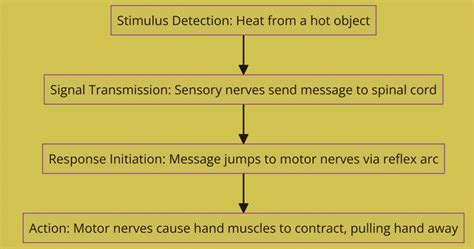 What Is A Reflex Action For Class 10th Cbse Class Notes Online