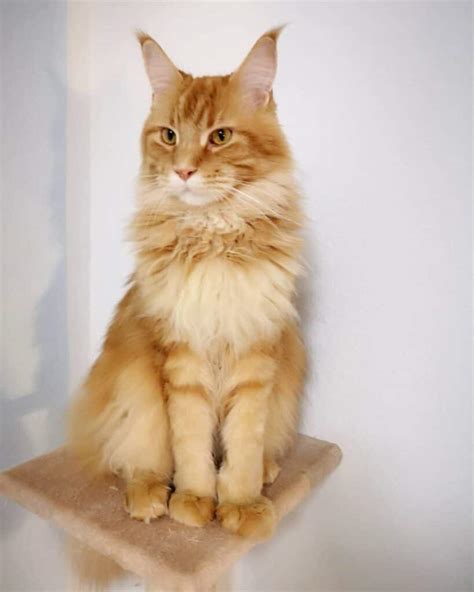 11 Heart Melting Pictures Of Baby Ginger Maine Coon Cats MaineCoon Org