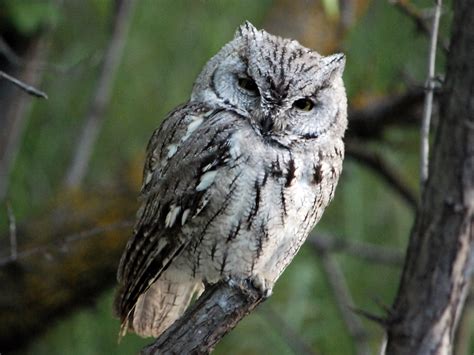 Western Screech Owl Ebird