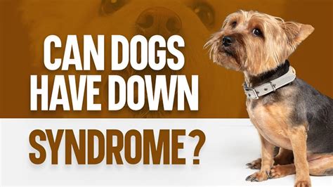 Down syndrome in dogs - How To Discuss