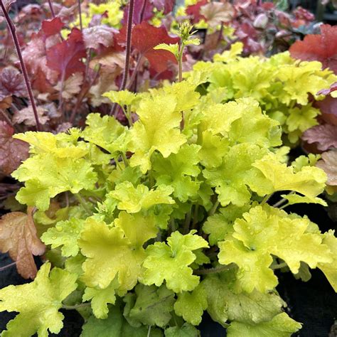 Heuchera Lime Marmelade Find Haveplanter