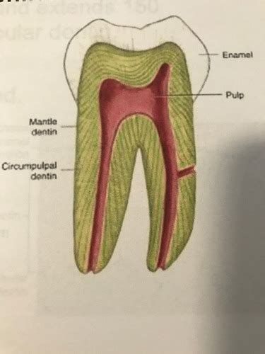 Quiz Oral Embryology And Histology Flashcards Quizlet