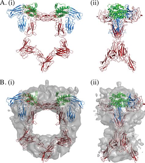 Structural Model Of The Extracellular Il 6il 6rgp130 Hexameric Complex Download Scientific