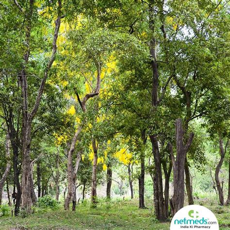 Sandalwood Trees For Health Sandalwood Sandalwood Benefits