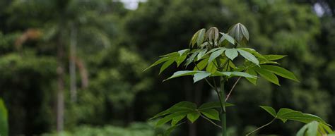 Medicinal Plants of the Amazon - Temple of the Way of Light