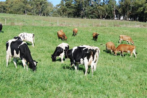 Bovinos De Leite Cuidados No Per Odo Seco De Vacas Em Sistemas De