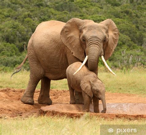 Fotomural La madre y el bebé elefante africano Sudáfrica PIXERS ES