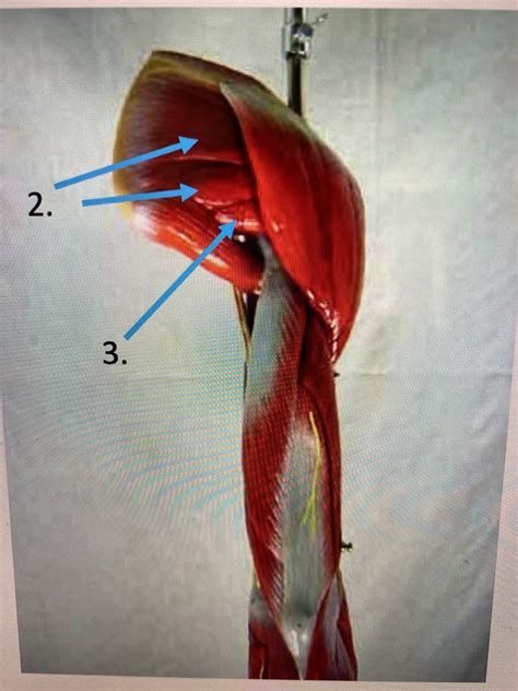 shoulder muscles Diagram | Quizlet