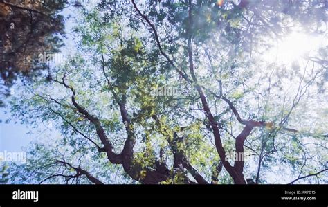 Canopy Of Evergreen Tree In Urban Park In The Summer Stock Photo Alamy