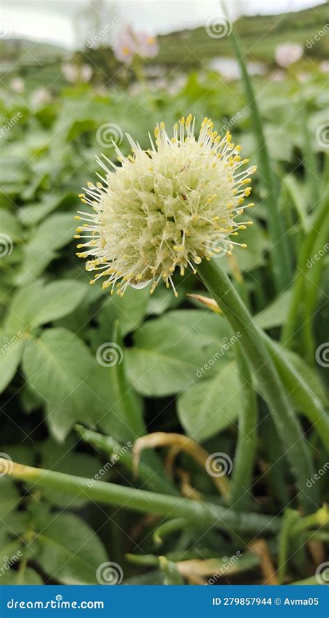 Leek Flower at the field stock photo. Image of view - 279857944