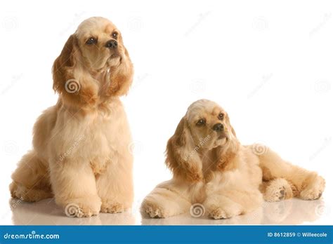 Two Cocker Spaniels Stock Image Image Of Cocker Couple 8612859