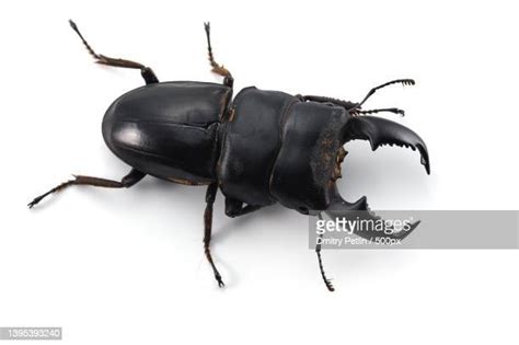 138 Japanese Stag Beetle Stock Photos, High-Res Pictures, and Images ...