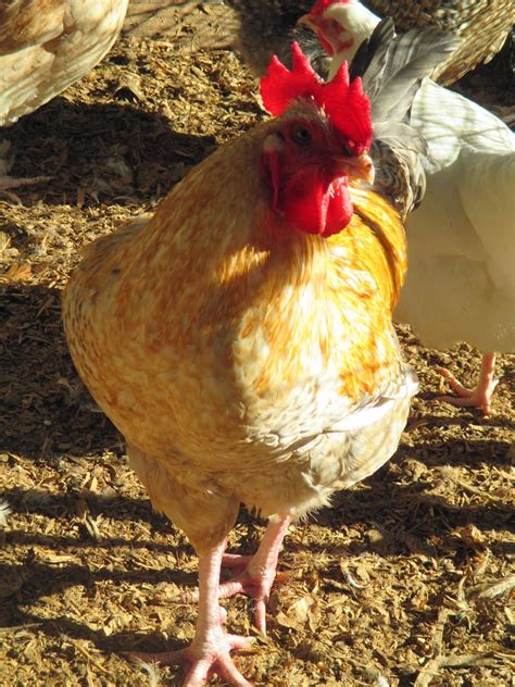 chickens golden cuckoo marans rules  roost