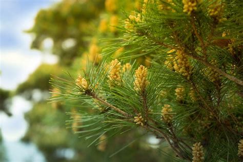 28 Types Of Trees In Michigan With Pictures House Grail