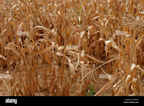 Mature Corn Field Georgia USA Stock Photo Alamy
