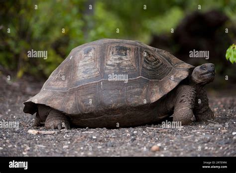 Galapagos Tortoise Chelonoidis Nigra On Galapagos Islands National