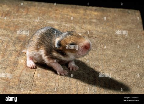 GOLDEN or SYRIAN HAMSTER young (Mesocricetus auratus). 10 days old, fur ...