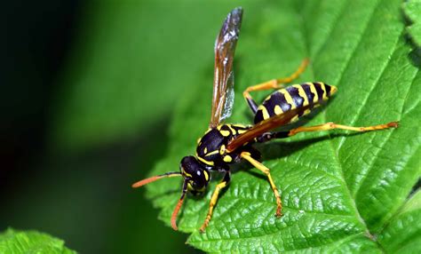 Foto Gratis Insetto Vespa Fauna Natura Artropodi Invertebrati