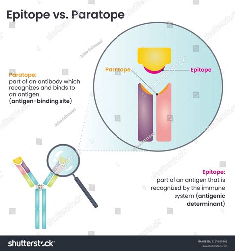 Epitope Versus Paratope Vector Illlustration Diagram Stock Vector ...