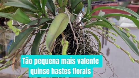 Dicas Dona Maria T O Pequena Mais Valente Quinze Hastes Florais Youtube