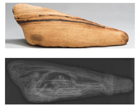 "Egyptian Animal Mummies: Science Explores an Ancient