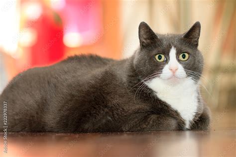 Fat Pussy Cat Laying Indoor In The House On The Floor Looking Pretty