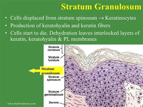 Integumentary System