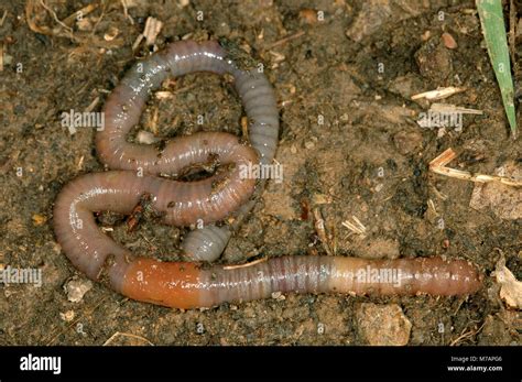 Nightcrawler Lumbricus Terrestris Stock Photo Alamy