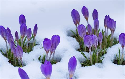 Spring Flowers in Snow Wallpapers on WallpaperDog