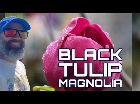 Planting The Perfect Backyard Tree Black Tulip Magnolia Ep