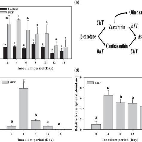 A Effects Of PCF Treatment On ROS Levels B The Pathway Of Astaxanthin