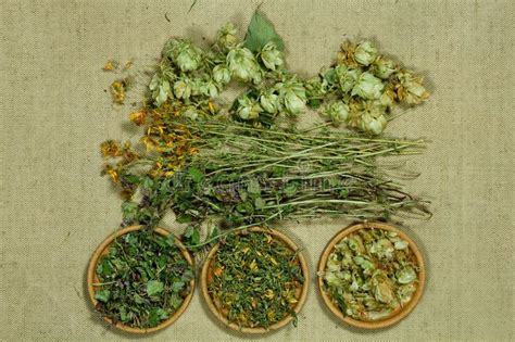 Set Of Healing Herbs Stock Image Image Of Glechoma 113109723