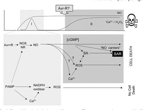 Figure From No Way To Live The Various Roles Of Nitric Oxide In