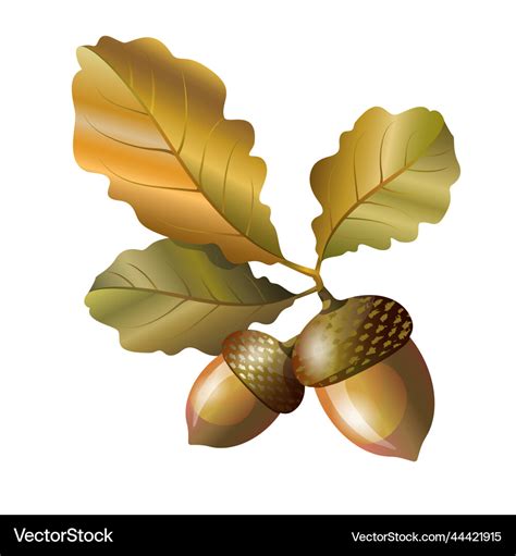 Acorns With Oak Leaves Autumn Element Royalty Free Vector